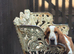 Proven Red & White Basset Hound Stud