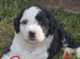 Tibetan Terrier puppies