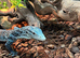 Blue Tree Monitor (Varanus Macraei) at Birmingham Reptiles