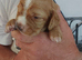 Puppies For Sale