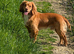 2 Sprocker spaniel Puppies