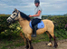 13.2 irish cob mare