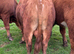 Registered Dexter Bull