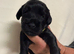Beautiful Schnockapoo Puppies Seeking Loving