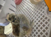 Silkie hatchlings