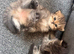 Doll face Persian kittens