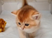 Beautiful fluffy British Shorthair kittens. Cheltenham