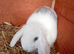 8 week old mini lop