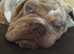 Beautiful tri merle British bull dog stud