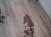 Rehome
