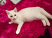 Gorgous 12 week old male white russian blue kitten
