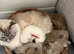1 beautiful male ragdoll left*reduced price*