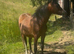 Super welsh section a yearling filly