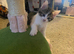 Female kitten unique colour bobtail