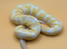 2025 Albino Leopard Poss Het Clown