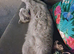 British Shorthair female kitten