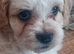 Maltipoo Puppies