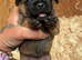 5 beautiful border terrier pups