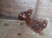 Hen for sale on Stoke on trent