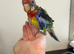 Silly Tame Hand-Reared GMR Rosella's For Sale