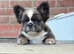 exotic Blue and tan panda frenchy