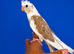 Super silly hand tamed baby cockatiels