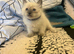Ragdoll kittens