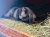 Last mini lop boy