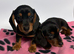 2 gorgeous miniature dachshund puppies