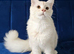 Maine Coon kittens