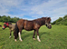Piebald standard Shetland colt