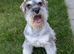 3 year old KC Health Tested Male Looking For a Home