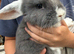 Pure bred mini lop bunnies - Ready Now