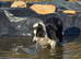 Border Collie puppies