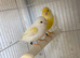 Proven pair of yellow Diamorpic canary&rsquo;s