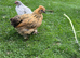 Satin Silkie growers male and females