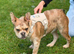French bulldog girl