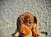 ️Miniature Dachshund Puppies