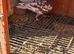 Mulemans Pigeons