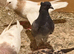 Iranian pigeon