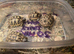 HERMANN Tortoise babies