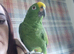 Male yellow crested amazon for sale