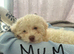 Stunning Poochon F2 puppies for sale