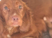 Kc cocker spaniel boy 17 dna health tested clear