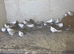 Young pied diamond doves