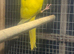 4 kakarikis for sale