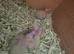 2 hand reared cockateils