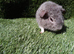 Boar guinea pigs