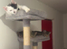 Two Female kittens