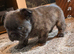French bulldog puppies